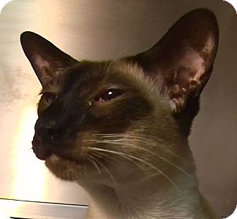 Siamese Cat for Sale in El Cajon, California - Arthur Siamese Cat for Sale in El Cajon, California - Arthur