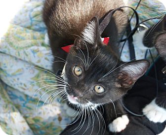 Domestic Shorthair Kitten for Sale in santa monica, California - Bellissima Domestic Shorthair Kitten for Sale in santa monica, California - Bellissima