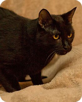 American Shorthair Cat for Sale in San Antonio, Texas - Boo American Shorthair Cat for Sale in San Antonio, Texas - Boo