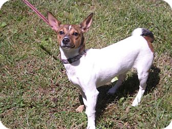 Fox Terrier (Smooth) Mix Dog for Sale in New Castle, Pennsylvania - Fox Terrier (Smooth) Mix Dog for Sale in New Castle, Pennsylvania -