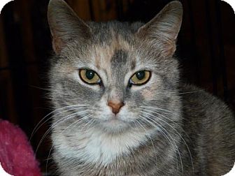 Calico Cat for Sale in Stafford, Virginia - Violet Calico Cat for Sale in Stafford, Virginia - Violet