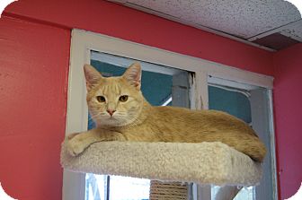 Domestic Shorthair Cat for Sale in Memphis, Tennessee - Clark Domestic Shorthair Cat for Sale in Memphis, Tennessee - Clark