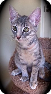Domestic Shorthair Kitten for Sale in Brea, California - Chloe Jr. Domestic Shorthair Kitten for Sale in Brea, California - Chloe Jr.