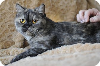 Exotic Cat for Sale in Columbus, Ohio - Miss Mandy Exotic Cat for Sale in Columbus, Ohio - Miss Mandy