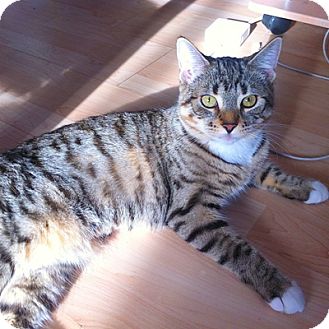 Domestic Shorthair Kitten for Sale in Mississauga, Ontario, Ontario - Lynette Domestic Shorthair Kitten for Sale in Mississauga, Ontario, Ontario - Lynette