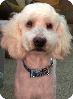 Goldendoodle Mix Dog for Sale in Thousand Oaks, California - Jasper Goldendoodle Mix Dog for Sale in Thousand Oaks, California - Jasper