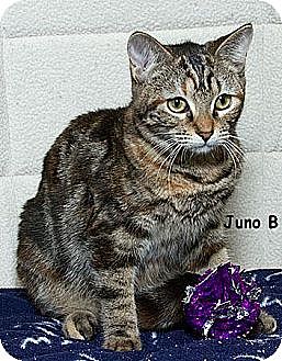 Domestic Mediumhair Cat for Sale in Sacramento, California - Juno B Domestic Mediumhair Cat for Sale in Sacramento, California - Juno B
