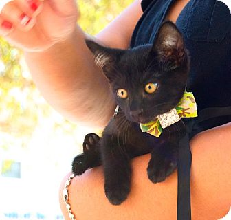 Domestic Shorthair Kitten for Sale in santa monica, California - Brinkley Domestic Shorthair Kitten for Sale in santa monica, California - Brinkley