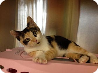 Calico Kitten for Sale in Secaucus, New Jersey - Angie Calico Kitten for Sale in Secaucus, New Jersey - Angie