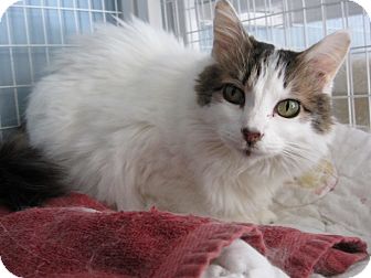 Domestic Mediumhair Cat for Sale in Bainbridge Island, Washington - Alexis Domestic Mediumhair Cat for Sale in Bainbridge Island, Washington - Alexis