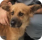 Shepherd (Unknown Type)/Golden Retriever Mix Dog for Sale in Garland, Texas - Nala Shepherd (Unknown Type)/Golden Retriever Mix Dog for Sale in Garland, Texas - Nala