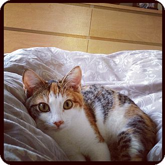 Calico Kitten for Sale in Great Mills, Maryland - Lilac Calico Kitten for Sale in Great Mills, Maryland - Lilac