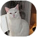 Domestic Shorthair Cat for Sale in Belleville, New Jersey - Jude Domestic Shorthair Cat for Sale in Belleville, New Jersey - Jude