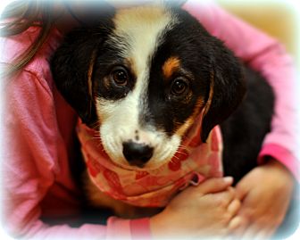 Labrador Retriever/Border Collie Mix Puppy for Sale in Sparta, New Jersey - Stella Labrador Retriever/Border Collie Mix Puppy for Sale in Sparta, New Jersey - Stella