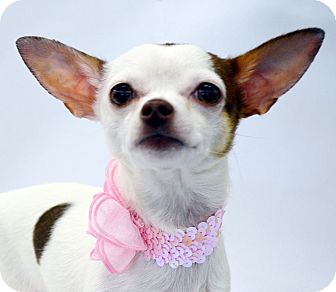 Chihuahua Mix Dog for Sale in Bridgeton, Missouri - Penny Lane Chihuahua Mix Dog for Sale in Bridgeton, Missouri - Penny Lane