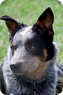 Australian Cattle Dog/Australian Cattle Dog Mix Dog for Sale in Carey, Ohio - MADDOX Australian Cattle Dog/Australian Cattle Dog Mix Dog for Sale in Carey, Ohio - MADDOX