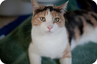 Domestic Shorthair Cat for Sale in Chicago, Illinois - Tenny Domestic Shorthair Cat for Sale in Chicago, Illinois - Tenny