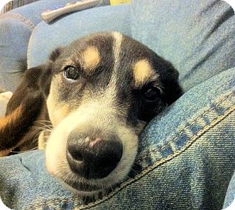 Greater Swiss Mountain Dog/Shepherd (Unknown Type) Mix Dog for Sale in Euless, Texas - Nicolas the Unsinkable! Greater Swiss Mountain Dog/Shepherd (Unknown Type) Mix Dog for Sale in Euless, Texas - Nicolas the Unsinkable!