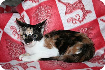Domestic Shorthair Kitten for Sale in SantaRosa, California - Cabernet Domestic Shorthair Kitten for Sale in SantaRosa, California - Cabernet