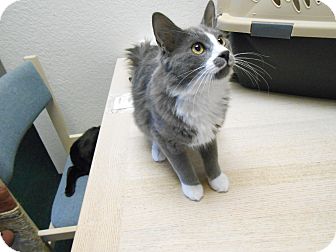 Domestic Longhair Kitten for Sale in Fountain Hills, Arizona - BENTLEY Domestic Longhair Kitten for Sale in Fountain Hills, Arizona - BENTLEY
