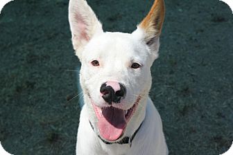 Shepherd (Unknown Type) Mix Dog for Sale in Grants Pass, Oregon - Kane Shepherd (Unknown Type) Mix Dog for Sale in Grants Pass, Oregon - Kane