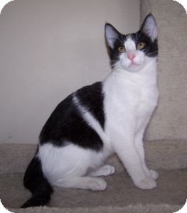 Domestic Shorthair Kitten for Sale in Colorado Springs, Colorado - K-Sitka4-Tika Domestic Shorthair Kitten for Sale in Colorado Springs, Colorado - K-Sitka4-Tika