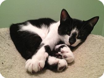 Domestic Shorthair Kitten for Sale in East Hanover, New Jersey - Avatar Domestic Shorthair Kitten for Sale in East Hanover, New Jersey - Avatar