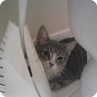 Domestic Shorthair Kitten for Sale in Pittstown, New Jersey - Riley Domestic Shorthair Kitten for Sale in Pittstown, New Jersey - Riley