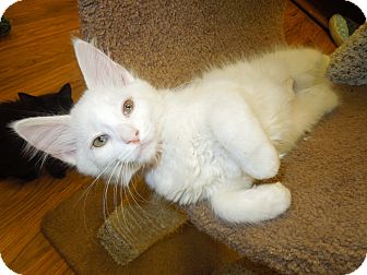 Domestic Mediumhair Kitten for Sale in Medina, Ohio - Navajo Domestic Mediumhair Kitten for Sale in Medina, Ohio - Navajo