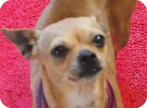 Chihuahua Mix Dog for Sale in San Diego, California - Chatty Cathy Chihuahua Mix Dog for Sale in San Diego, California - Chatty Cathy