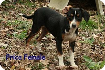 Feist Mix Puppy for Sale in Danbury, Connecticut - Frica ADOPTION PENDING Feist Mix Puppy for Sale in Danbury, Connecticut - Frica ADOPTION PENDING