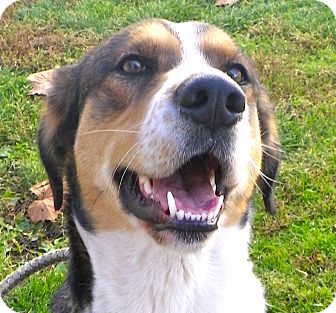 Border Collie/Shepherd (Unknown Type) Mix Dog for Sale in Brookville, Indiana - Dell Border Collie/Shepherd (Unknown Type) Mix Dog for Sale in Brookville, Indiana - Dell