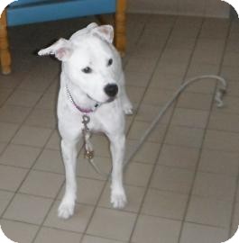 American Pit Bull Terrier Mix Dog for Sale in Jackson, Michigan - Paprika American Pit Bull Terrier Mix Dog for Sale in Jackson, Michigan - Paprika