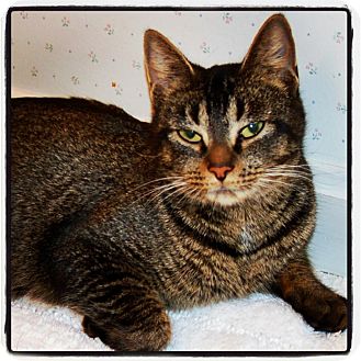 Domestic Shorthair Cat for Sale in Great Mills, Maryland - Lady Godiva Domestic Shorthair Cat for Sale in Great Mills, Maryland - Lady Godiva
