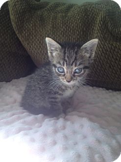 Domestic Mediumhair Kitten for Sale in Island Park, New York - Cinnamon Domestic Mediumhair Kitten for Sale in Island Park, New York - Cinnamon