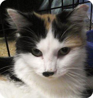 Domestic Mediumhair Cat for Sale in Medford, Massachusetts - Honey Domestic Mediumhair Cat for Sale in Medford, Massachusetts - Honey