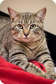 Domestic Shorthair Cat for Sale in Chicago, Illinois - Teddy Taffy Domestic Shorthair Cat for Sale in Chicago, Illinois - Teddy Taffy