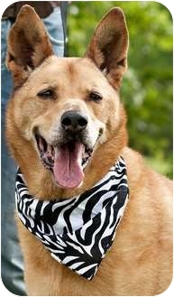 German Shepherd Dog Mix Dog for Sale in Portsmouth, Rhode Island - Buster w/video! German Shepherd Dog Mix Dog for Sale in Portsmouth, Rhode Island - Buster w/video!
