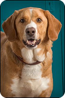 Labrador Retriever Mix Dog for Sale in Owensboro, Kentucky - Elf Labrador Retriever Mix Dog for Sale in Owensboro, Kentucky - Elf