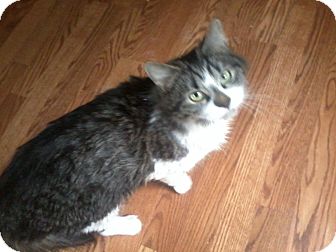 Domestic Mediumhair Cat for Sale in Salem, New Hampshire - Roxanne Domestic Mediumhair Cat for Sale in Salem, New Hampshire - Roxanne