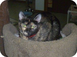 Domestic Shorthair Cat for Sale in Hamburg, New York - Tara Domestic Shorthair Cat for Sale in Hamburg, New York - Tara