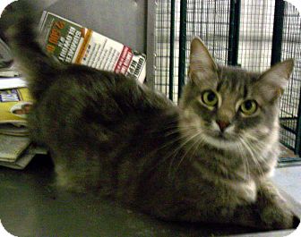 Maine Coon Cat for Sale in Arlington, Texas - Annabelle Maine Coon Cat for Sale in Arlington, Texas - Annabelle