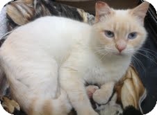 Siamese Cat for Sale in Modesto, California - Flash Siamese Cat for Sale in Modesto, California - Flash