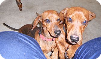Dachshund Dog for Sale in Bartlett, Illinois - SHORTY Dachshund Dog for Sale in Bartlett, Illinois - SHORTY