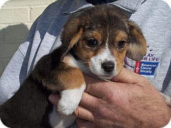 Beagle Mix Puppy for Sale in Germantown, Maryland - Bee-Bee Beagle Mix Puppy for Sale in Germantown, Maryland - Bee-Bee