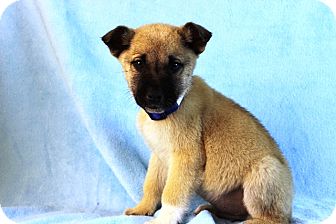Golden Retriever/Shepherd (Unknown Type) Mix Puppy for Sale in Westminster, Colorado - Spencer Golden Retriever/Shepherd (Unknown Type) Mix Puppy for Sale in Westminster, Colorado - Spencer