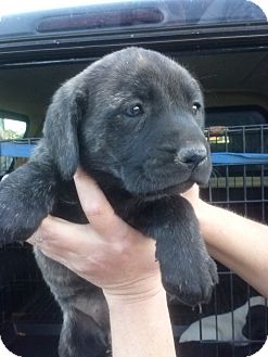 Labrador Retriever Mix Puppy for Sale in Oldsmar, Florida - ZaZa Labrador Retriever Mix Puppy for Sale in Oldsmar, Florida - ZaZa