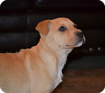 Labrador Retriever/German Shepherd Dog Mix Puppy for Sale in Glastonbury, Connecticut - Charlie~meet me~ Labrador Retriever/German Shepherd Dog Mix Puppy for Sale in Glastonbury, Connecticut - Charlie~meet me~
