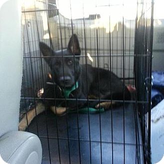 German Shepherd Dog Dog for Sale in selden, New York - Tomahawk German Shepherd Dog Dog for Sale in selden, New York - Tomahawk