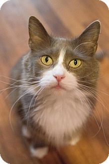 Domestic Longhair Cat for Sale in Grand Rapids, Michigan - Ginnifer Domestic Longhair Cat for Sale in Grand Rapids, Michigan - Ginnifer